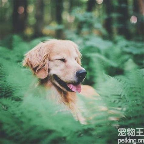 金毛幼犬缺钙吃点什么,金毛犬喜欢吃什么不能吃什么