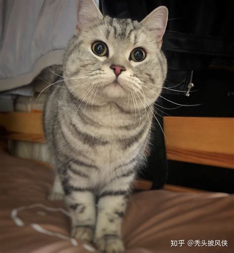 猫咪一般吃什么,小猫吃什么长肉