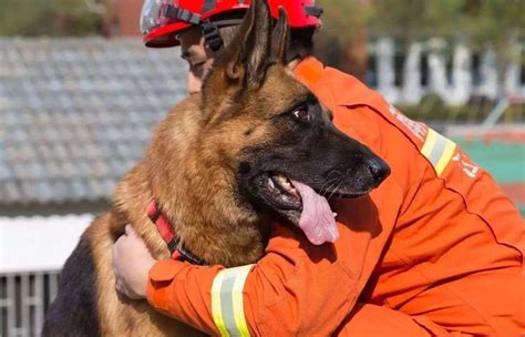 警犬为什么不能随便买卖,到底能不能吃狗肉