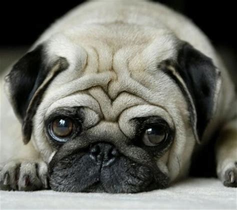 八哥狗公多少钱,巴哥犬市场价多少钱一只