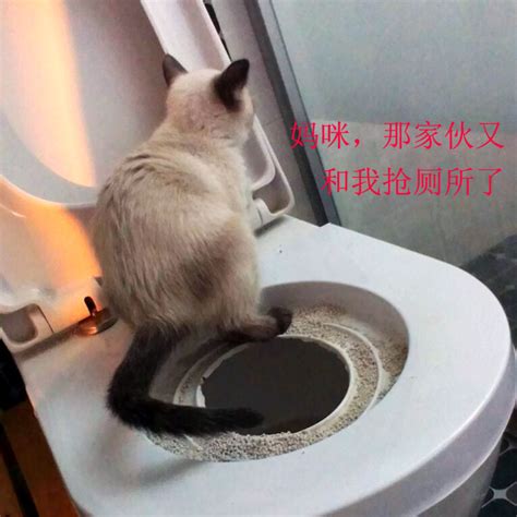 毯子都是猫的尿味怎么办房间里有猫尿味道怎么办,猫尿在洗衣机里怎么办