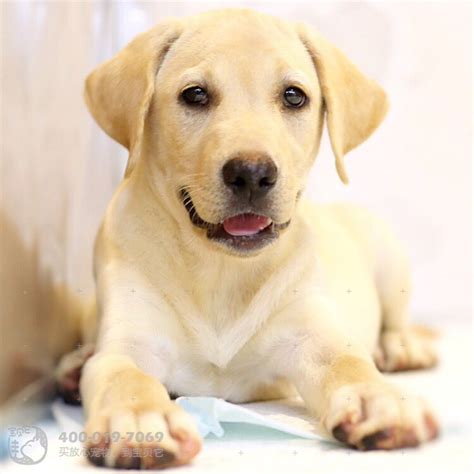 金毛寻回犬吃什么,柯基犬吃这几种食物