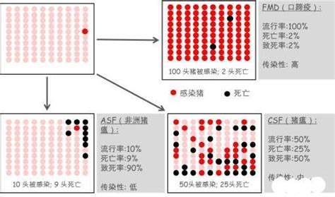 人不会感染猪瘟,猪瘟症状