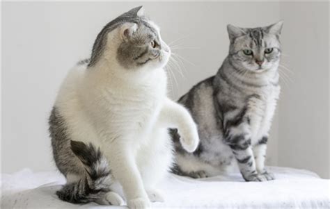 科学带你深入了解狗为什么喜欢闻屁股,动物为什么喜欢闻自己的屎