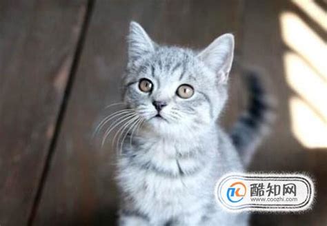 什么时候给幼猫打疫苗,猫咪什么时候可以打疫苗