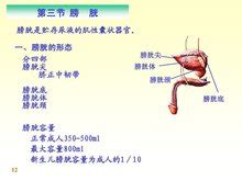 怎么测膀胱极限容量,膀胱癌怎么检查