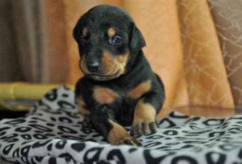 狗的肚子里有什么,犬有的骨骼多少