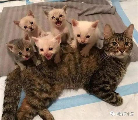 为什么喜欢猫不喜欢人,养猫不喜欢了怎么办