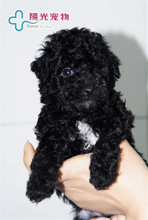 黑色巨型泰迪犬多少钱,巨型贵宾犬多少钱一只