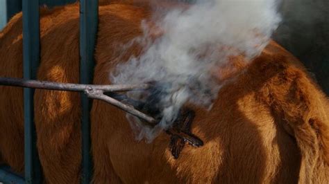 小牛为什么是马,角马到底是马还是牛