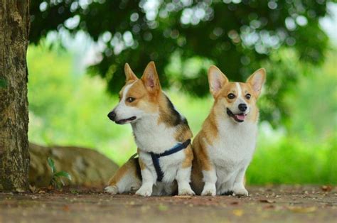 一个月大的萨摩一次吃多少,萨摩耶之类的大型犬