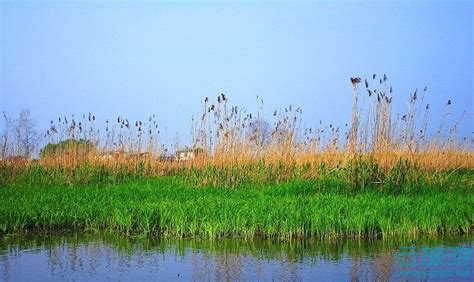 洪湖湿地在什么地方,3万多只夏候鸟栖息洪湖湿地