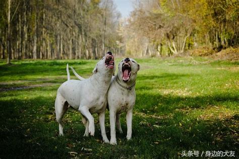 巴哥犬大姨妈多少天,狗狗生理期有多少天