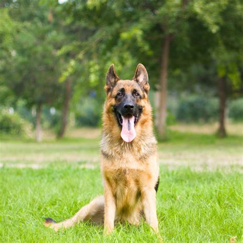 猎犬小的多少钱,哪些地方能买到下司猎犬