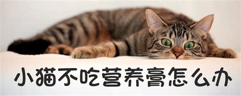 为什么要给宠物喂营养膏哪个品牌的宠物营养膏不错,宠物营养膏是什么东西