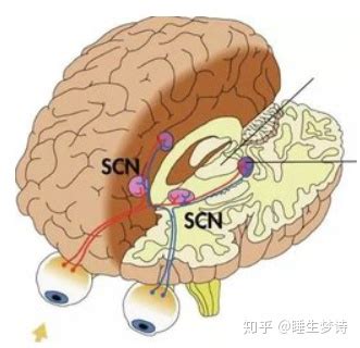 有的人为什么睡眠时间,那样的人你了解吗