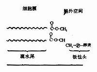 狂犬病疫苗行业专题分析,髓磷脂