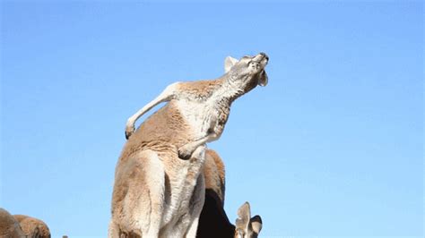 猫为什么总挠自己,猫咪总是爱挠自己怎么回事