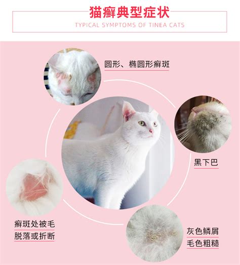 猫癣为什么要晒太阳,猫藓长在人身上怎么治