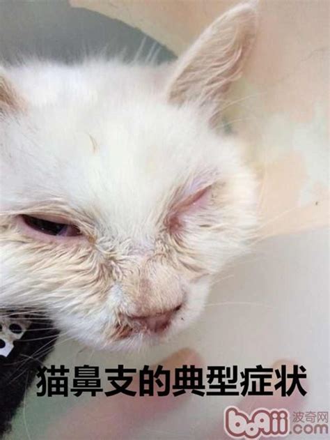 死亡率很高的猫鼻支是什么病,猫鼻支治疗费多少钱