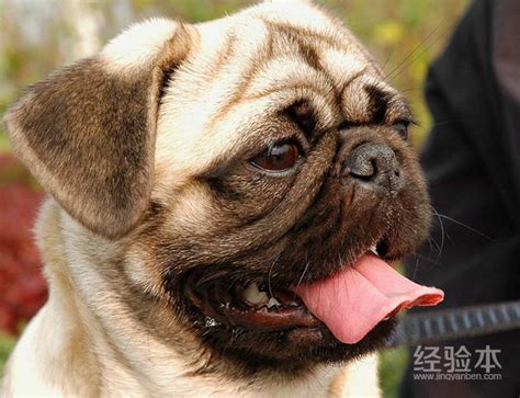 八哥犬多少钱一只2018,巴哥犬好养吗