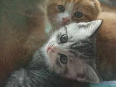 苏格兰高地猫多少钱,如果有一只猫咪又大又温柔
