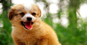 小狗娃拉肚子怎么办,小马犬拉稀怎么办