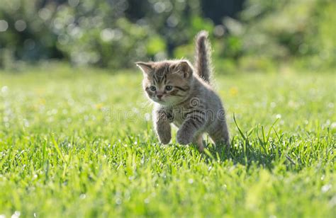 怎么防止猫自己开门,如何防止猫自己开门