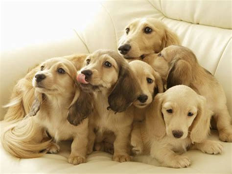 泰迪狗什么东西可以吃什么东西吗,泰迪不能吃什么东西