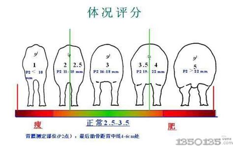 什么种猪产子高,这头14岁种猪很厉害