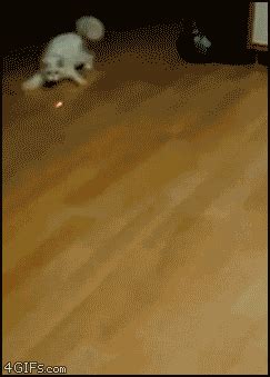 你们是怎么处理猫毛的想认真做个猫奴,地毯上的猫毛怎么处理