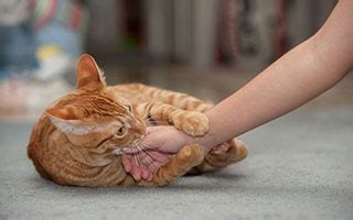 狗睡姿代表什么,泰迪犬有什么睡姿