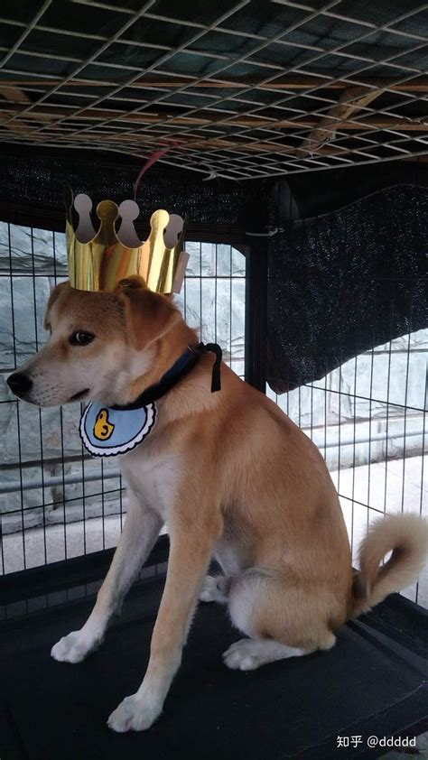 土狗为什么不粘人,为什么土狗好养活