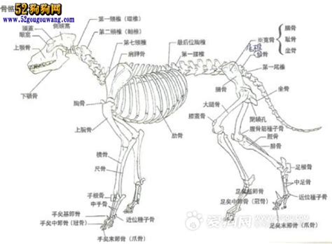 为什么母狗先天性骨骼问题几率大,世界上真的存在轮回吗