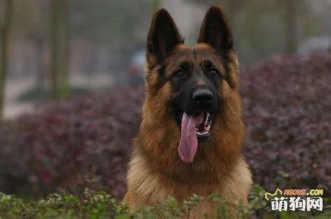 什么狗最适合打猎,国外哪些犬种适合猎野猪