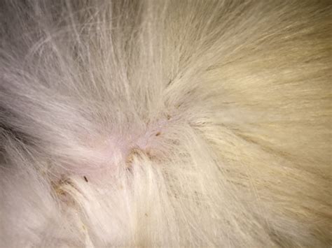 猫狗怎么过冬,狗狗过冬小常识