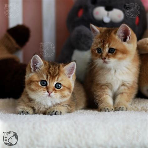 英国短毛猫好养吗英国短毛猫价格一般是多少钱,小英国短毛猫多少钱一只