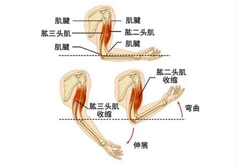怎么快速使肱二头肌强壮,如何有效地练好肱二头肌