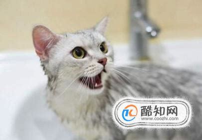 猫咪洗澡用什么,给猫咪洗澡前要准备什么东西