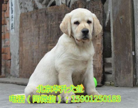 德牧幼犬出生多久驱虫,幼犬出生多少天驱虫