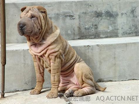 在家怎么给狗狗做体检狗狗体外驱虫具体怎么做,狗狗怎么做皮试