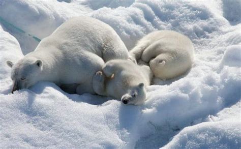 南极为什么没有熊吗,为什么北极没有北极企鹅