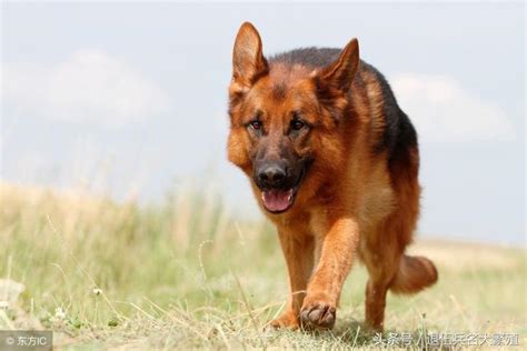 东德有多少犬种,全球禁养的战斗犬种