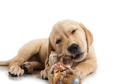 法斗犬为什么很凶,狗为什么对主人有时候也很凶
