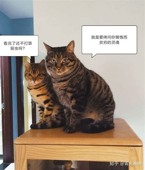 猫驱虫主要驱什么,猫内驱虫驱什么虫