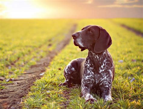 德国短毛多少钱,这算不算德国牧羊犬