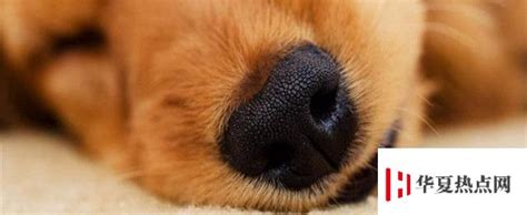 小狗鼻子有液体是什么,狗狗鼻子的5个秘密
