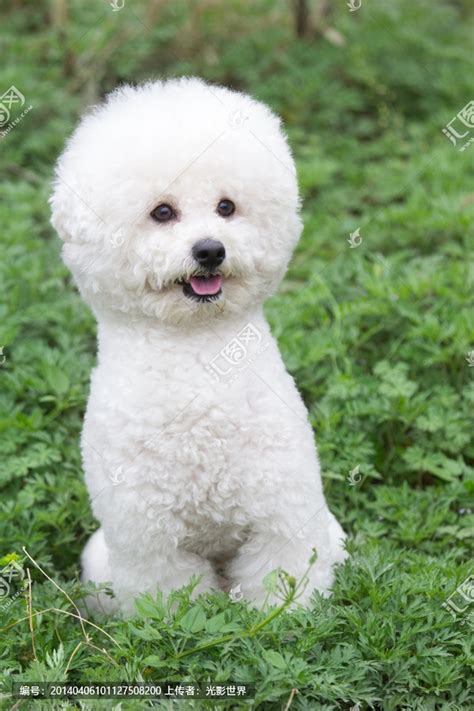 同一窝的比熊幼犬,为什么有的比熊个子大