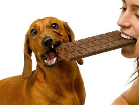 狗吃了巧克力怎么办补救,成年狗吃了巧克力怎么办