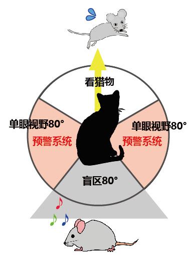 食肉类动物眼睛长在前面为什么,食肉动物的眼睛在前面